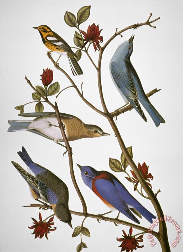 John James Audubon Audubon Bluebirds Art Print