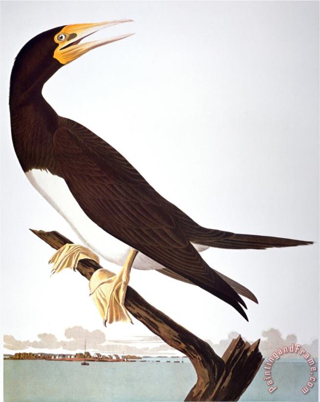 Audubon Booby painting - John James Audubon Audubon Booby Art Print