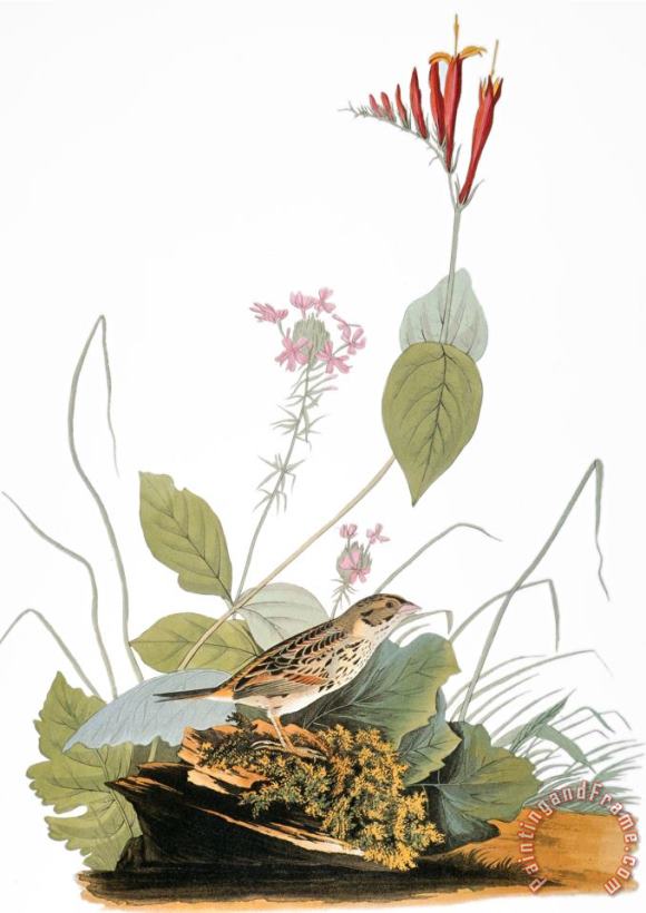 Audubon Bunting painting - John James Audubon Audubon Bunting Art Print