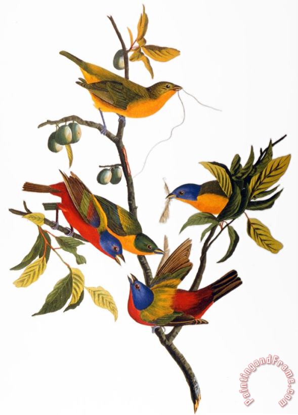 John James Audubon Audubon Bunting 1827 Art Painting