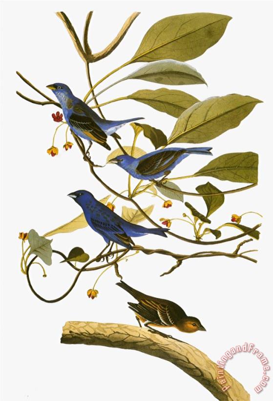 Audubon Bunting 1827 38 painting - John James Audubon Audubon Bunting 1827 38 Art Print