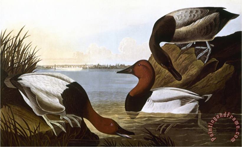 Audubon Canvasback 1827 painting - John James Audubon Audubon Canvasback 1827 Art Print