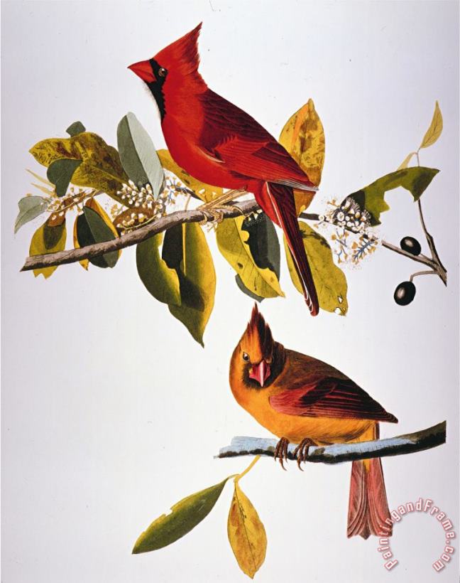 Audubon Cardinal painting - John James Audubon Audubon Cardinal Art Print