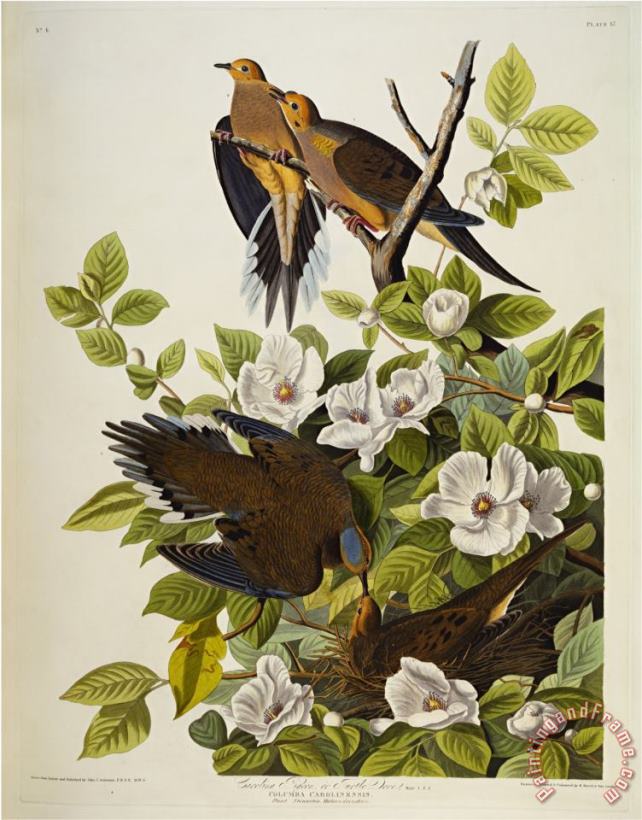 John James Audubon Audubon Carolina Turtledove Mourning Dove Art Painting