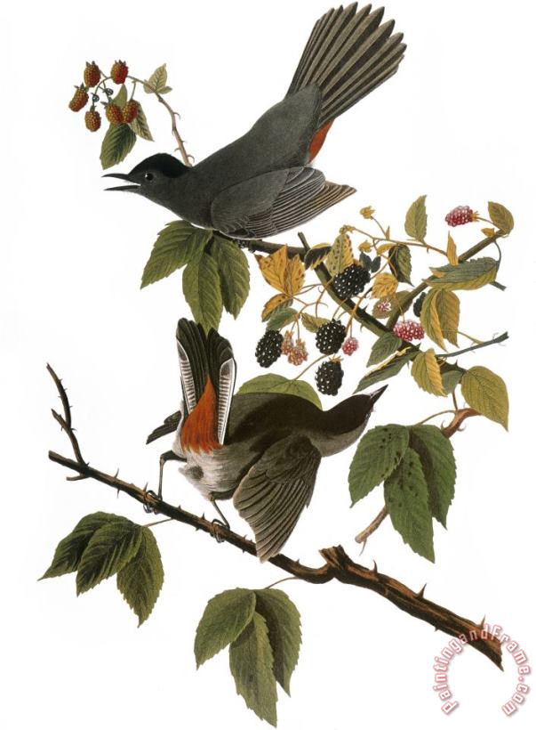 Audubon Catbird 1827 38 painting - John James Audubon Audubon Catbird 1827 38 Art Print