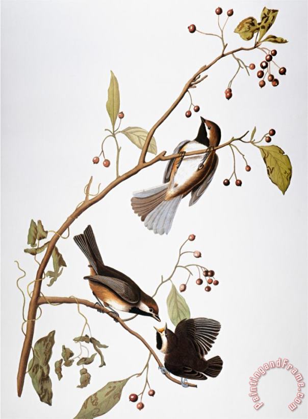 John James Audubon Audubon Chickadee Art Painting