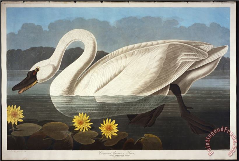 Audubon Common American Swan Whistling Swan painting - John James Audubon Audubon Common American Swan Whistling Swan Art Print