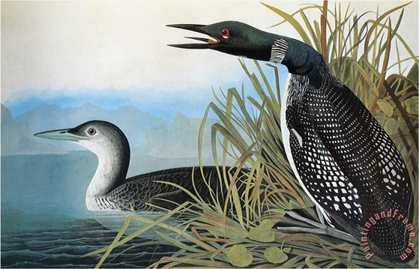 John James Audubon Audubon Common Loon Art Painting