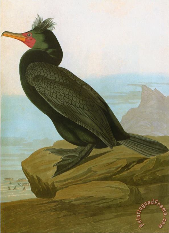 Audubon Cormorant painting - John James Audubon Audubon Cormorant Art Print