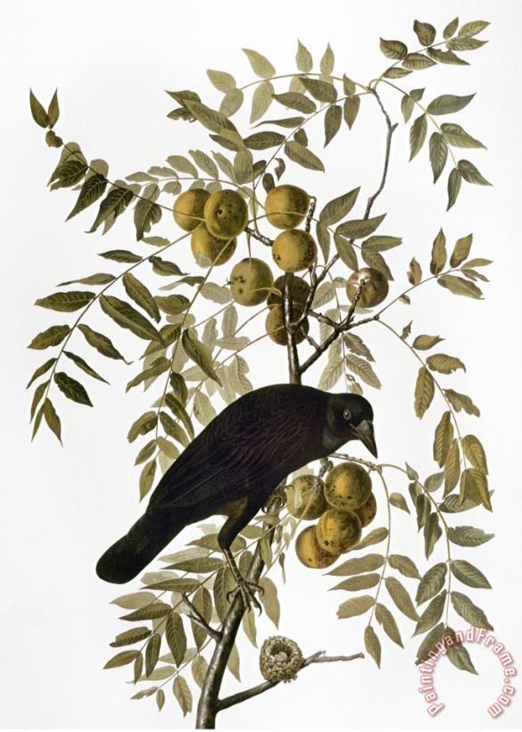 Audubon Crow painting - John James Audubon Audubon Crow Art Print