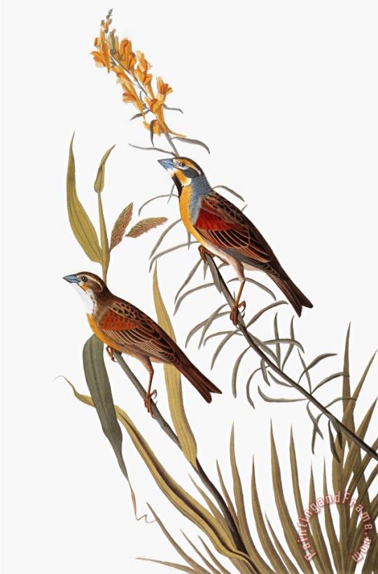 John James Audubon Audubon Dickcissel Art Painting