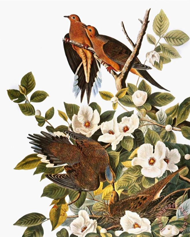 Audubon Dove painting - John James Audubon Audubon Dove Art Print