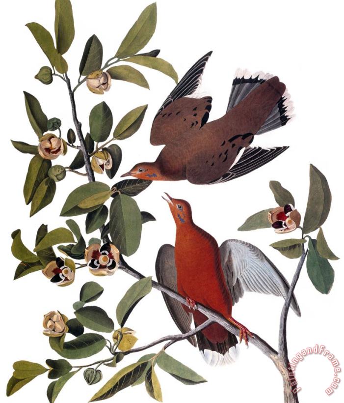 John James Audubon Audubon Dove 1827 38 Art Print