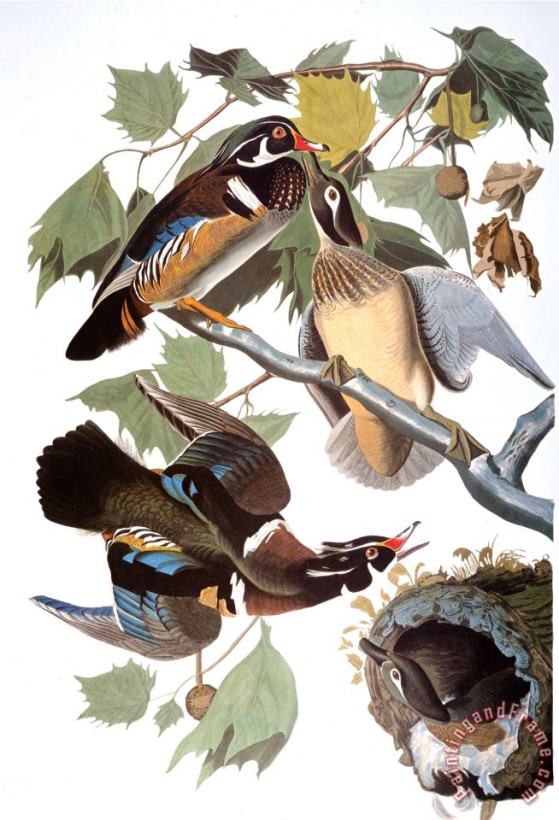 John James Audubon Audubon Duck Art Painting