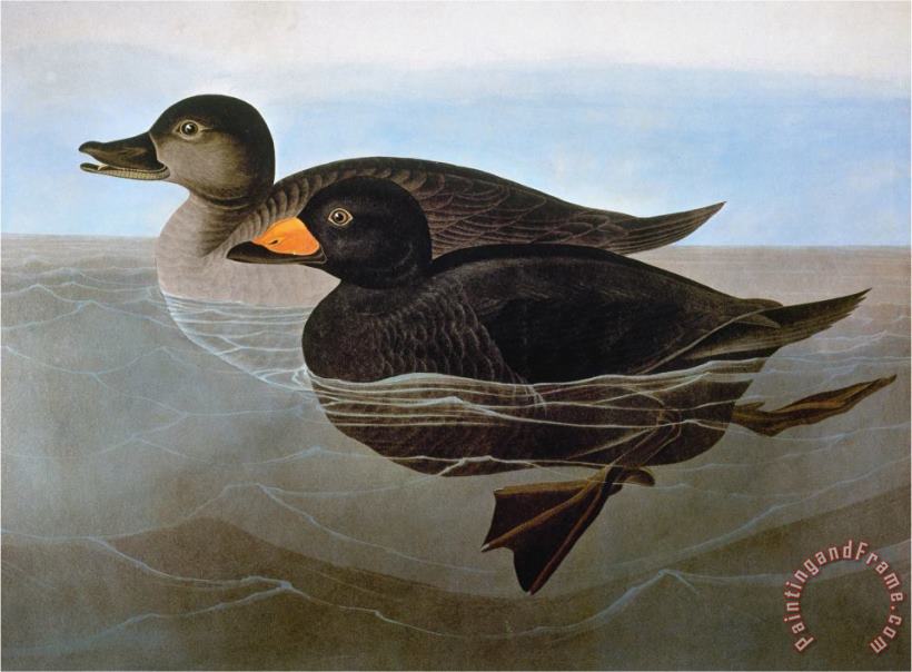 Audubon Duck 1827 painting - John James Audubon Audubon Duck 1827 Art Print