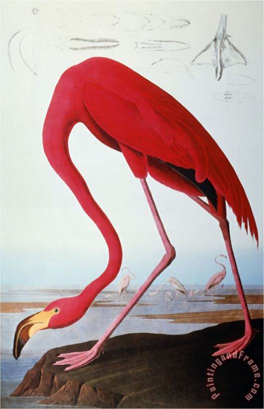 Audubon Flamingo 1827 painting - John James Audubon Audubon Flamingo 1827 Art Print