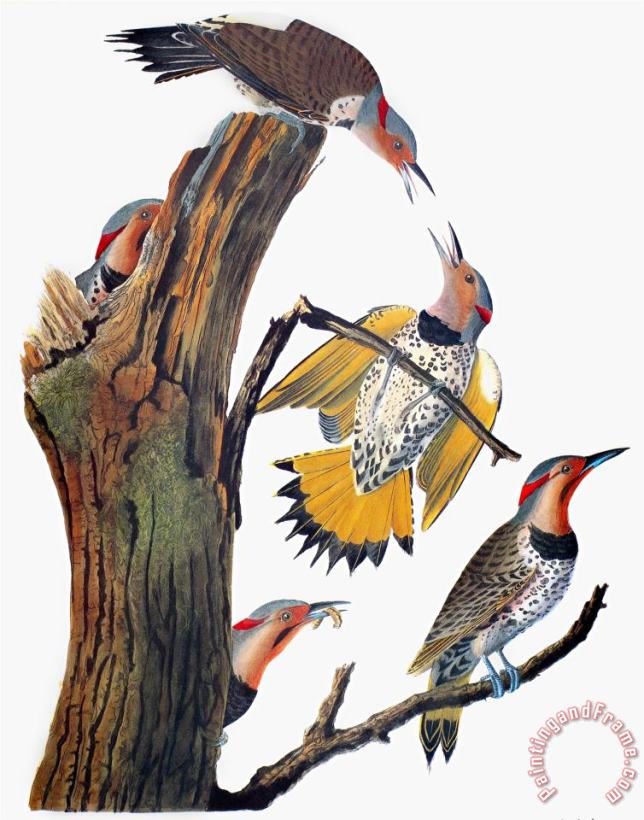 Audubon Flicker painting - John James Audubon Audubon Flicker Art Print
