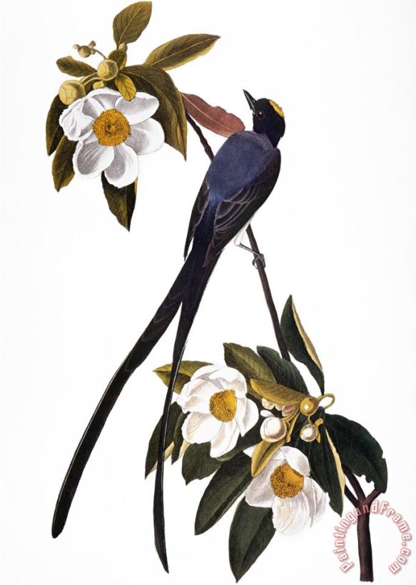 Audubon Flycatcher 1827 painting - John James Audubon Audubon Flycatcher 1827 Art Print