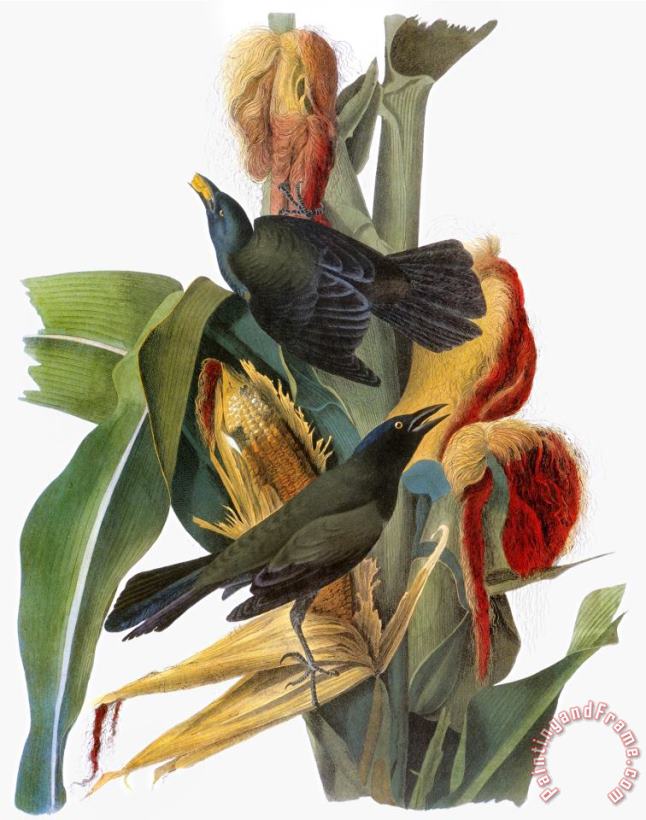 John James Audubon Audubon Grackle Art Painting