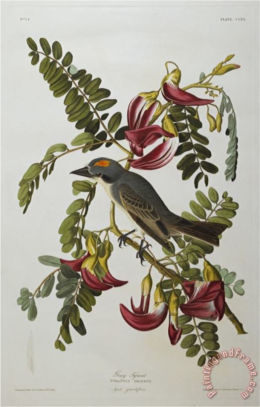 John James Audubon Audubon Gray Tyrant Gray Kingbird Art Painting