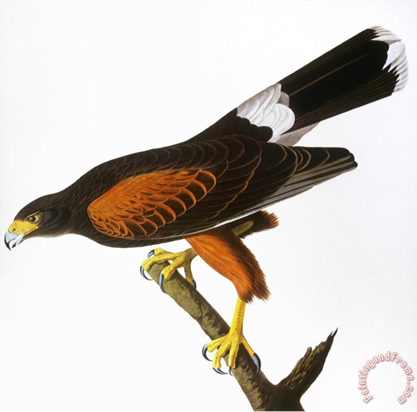 Audubon Hawk 1827 painting - John James Audubon Audubon Hawk 1827 Art Print