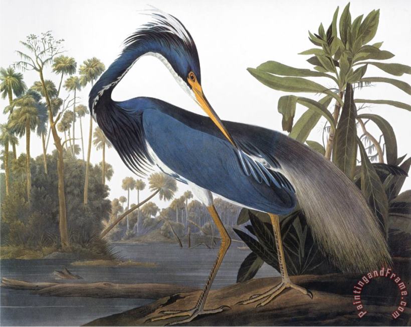 Audubon Heron 1827 painting - John James Audubon Audubon Heron 1827 Art Print
