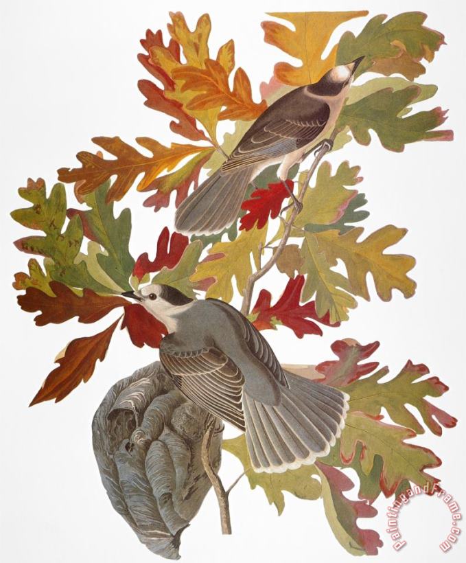John James Audubon Audubon Jay Art Print