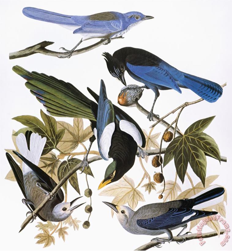 John James Audubon Audubon Jay And Magpie Art Painting
