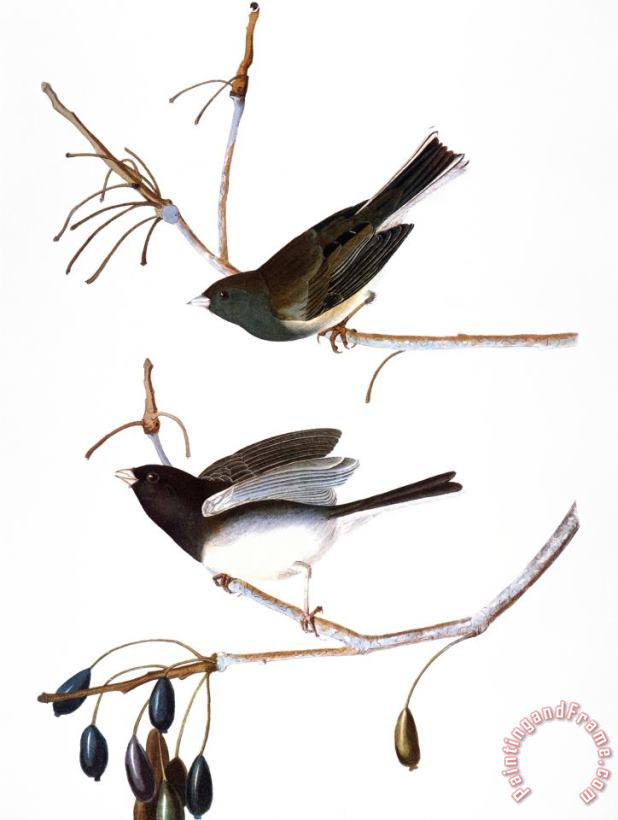 John James Audubon Audubon Junco 1827 Art Print