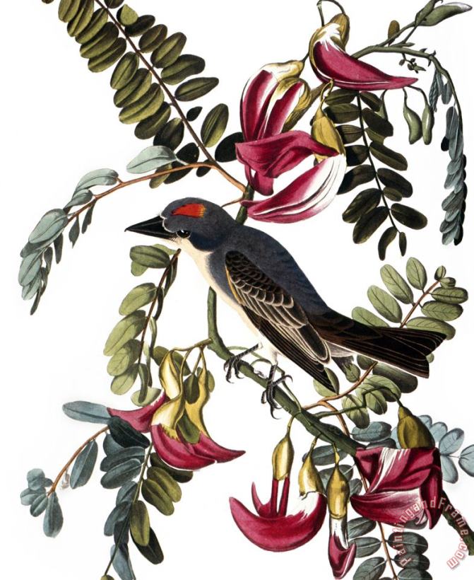 Audubon Kingbird 1827 38 painting - John James Audubon Audubon Kingbird 1827 38 Art Print