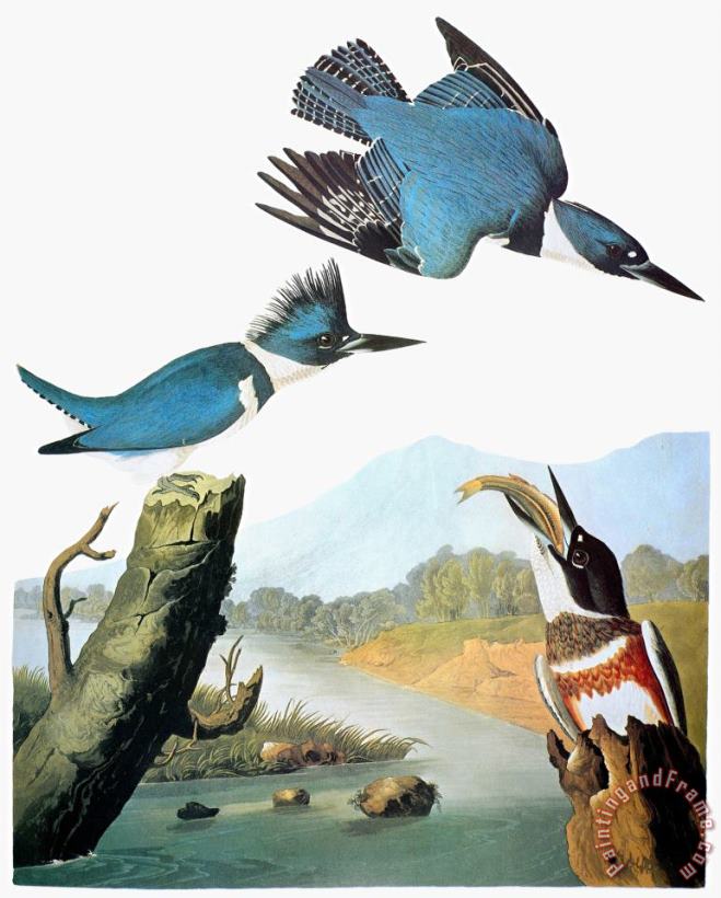Audubon Kingfisher painting - John James Audubon Audubon Kingfisher Art Print