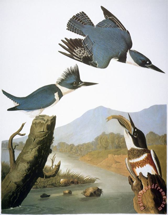 John James Audubon Audubon Kingfisher 1827 Art Painting