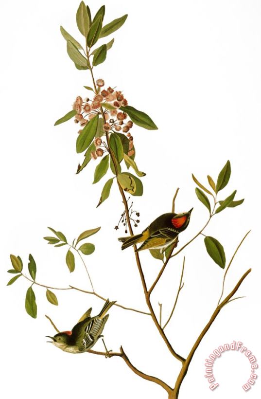 John James Audubon Audubon Kinglet 1827 Art Print