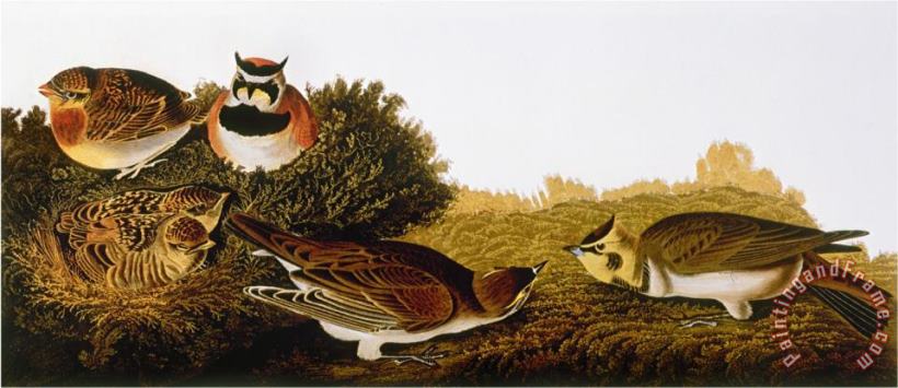 John James Audubon Audubon Lark Art Painting