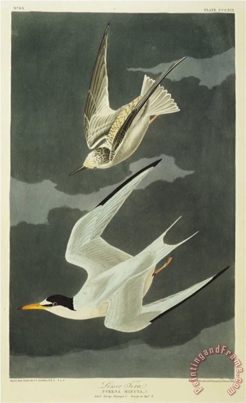 John James Audubon Audubon Lesser Tern Little Tern Art Print