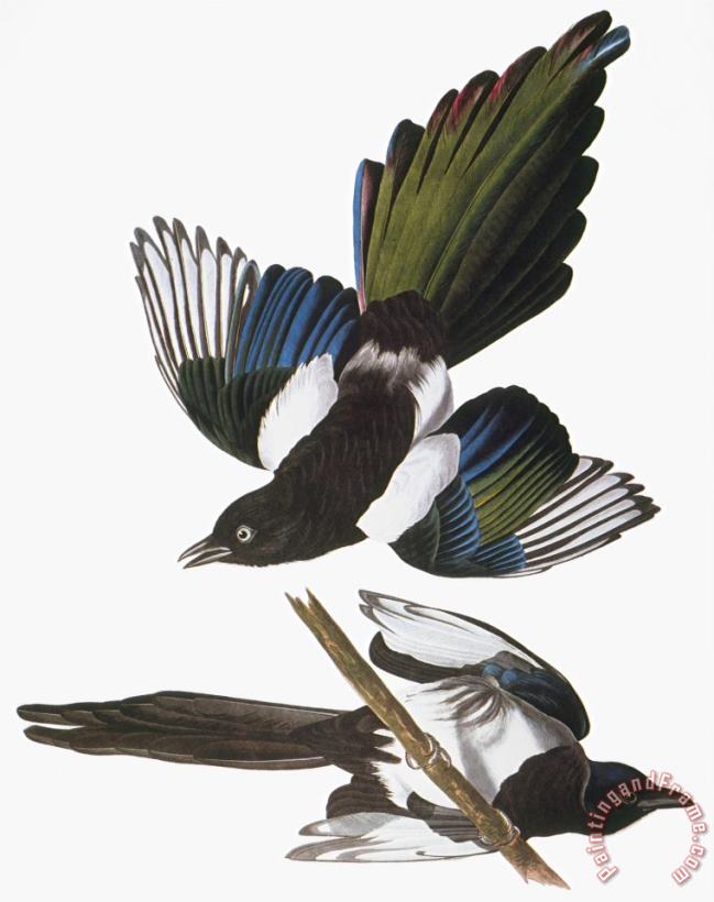 John James Audubon Audubon Magpie Art Print
