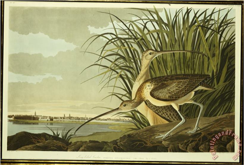 John James Audubon Audubon Male And Female Long Billed Curlew Art Print