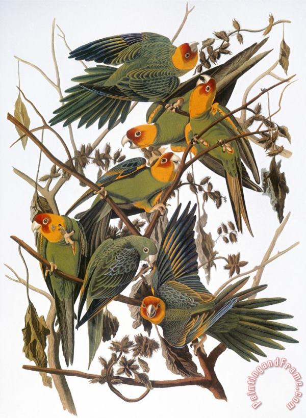 Audubon Parakeet painting - John James Audubon Audubon Parakeet Art Print
