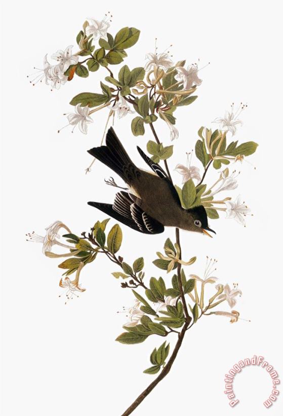 Audubon Pewee 1827 38 painting - John James Audubon Audubon Pewee 1827 38 Art Print