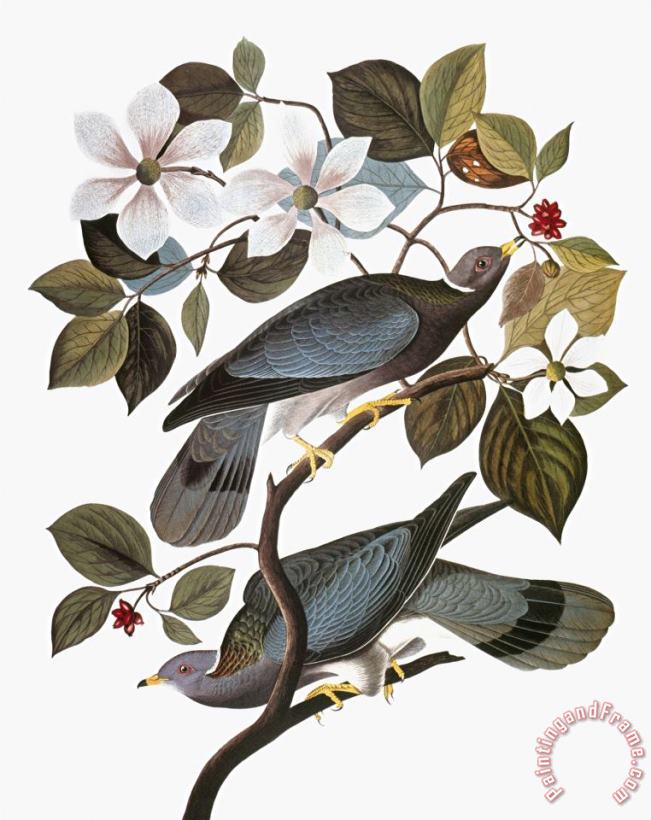John James Audubon Audubon Pigeon Art Painting