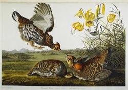 John James Audubon Audubon Pinnated Grouse Greater Prairie Chicken