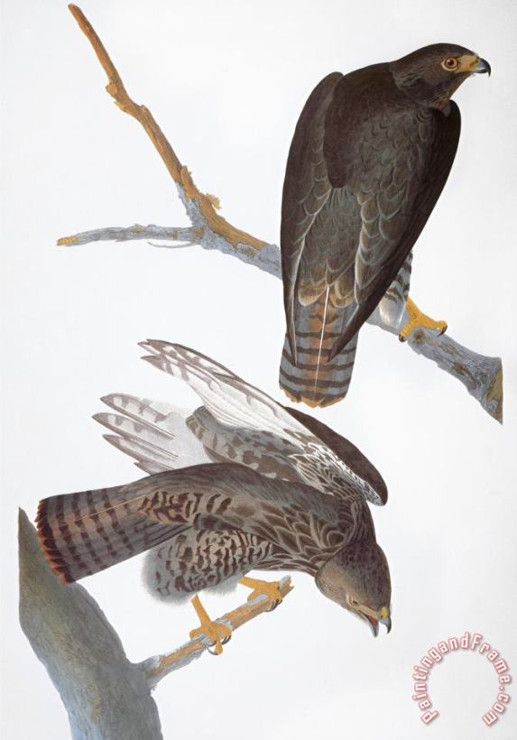 John James Audubon Audubon Red Tailed Hawk Art Painting