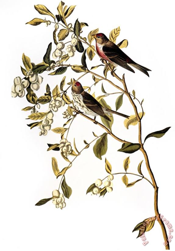 Audubon Redpoll 1827 painting - John James Audubon Audubon Redpoll 1827 Art Print