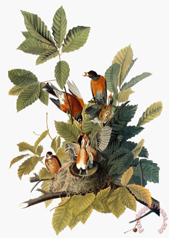 John James Audubon Audubon Robin Art Painting