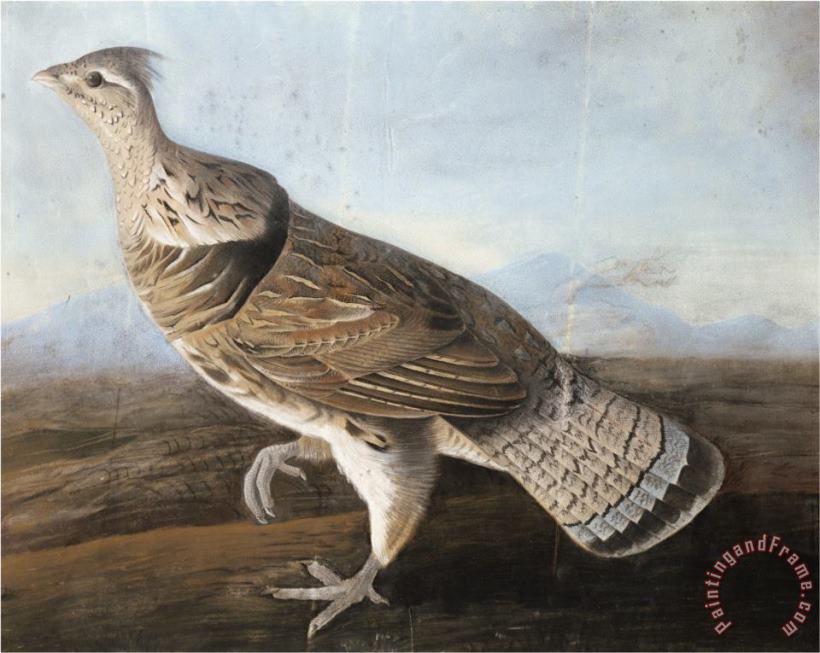 John James Audubon Audubon Ruffed Goose C 1812 Art Painting