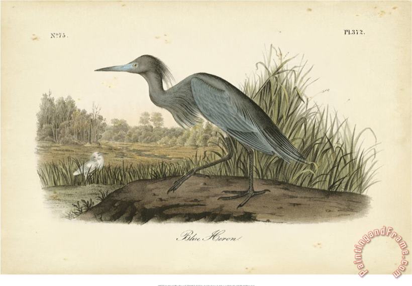 Audubon S Blue Heron painting - John James Audubon Audubon S Blue Heron Art Print