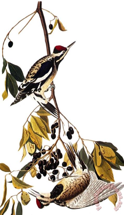 John James Audubon Audubon Sapsucker 1827 38 Art Painting