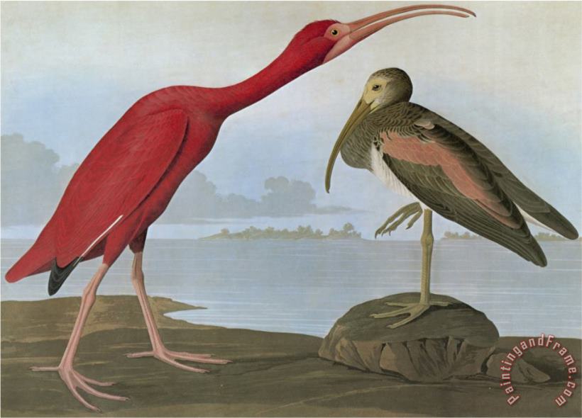 Audubon Scarlet Ibis painting - John James Audubon Audubon Scarlet Ibis Art Print