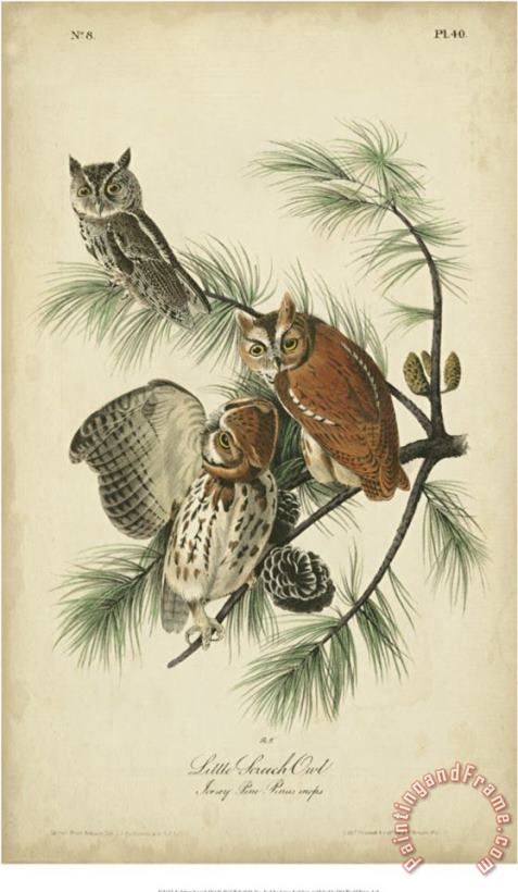 John James Audubon Audubon Screech Owl Art Painting