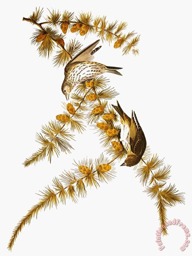 Audubon Siskin painting - John James Audubon Audubon Siskin Art Print
